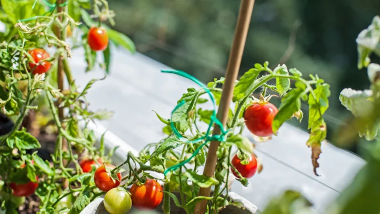 Tomatera con frutos rojos y verdes atada a un tutor