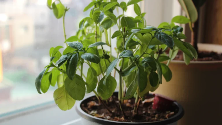 Planta aromática en maceta junto a una ventana