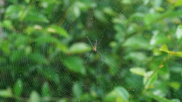 Telaraña fina entre las hojas de una planta