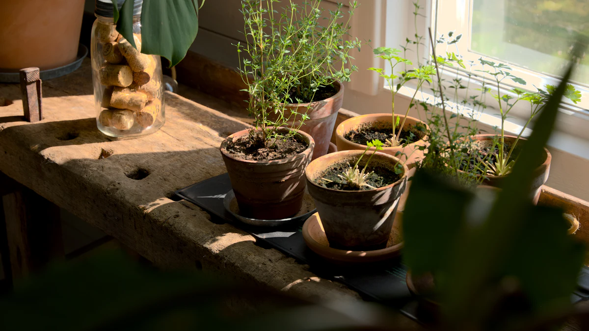 Aromáticas en macetas de barro junto a una ventana