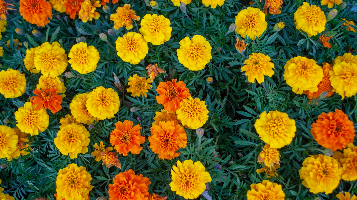 Tagetes de flores naranjas y amarillas