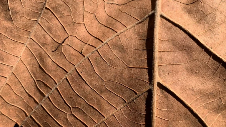 Primer plano de la textura de una hoja