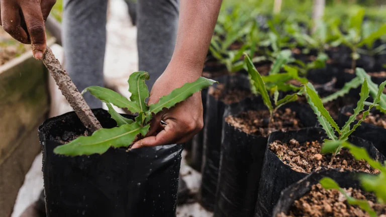 Manos pasando una planta joven a una maceta