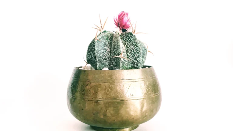 Cactus con flor rosada en una maceta dorada