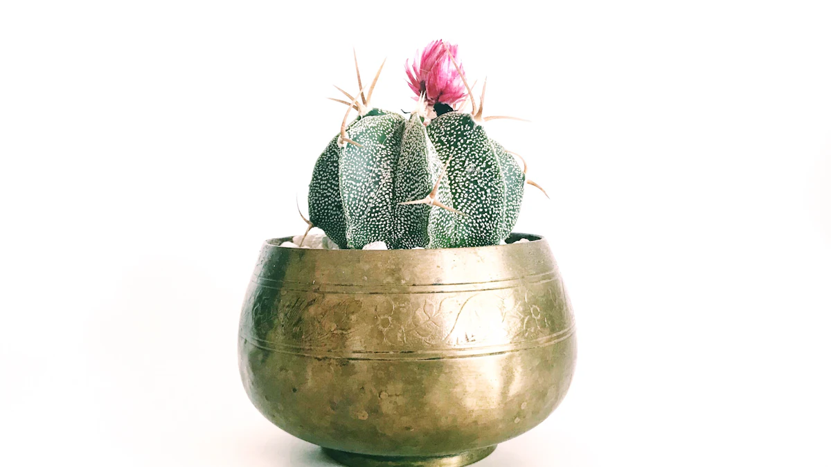 Cactus con flor rosada en una maceta dorada