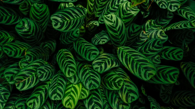 Hojas de calatea con rayas verdes oscuras