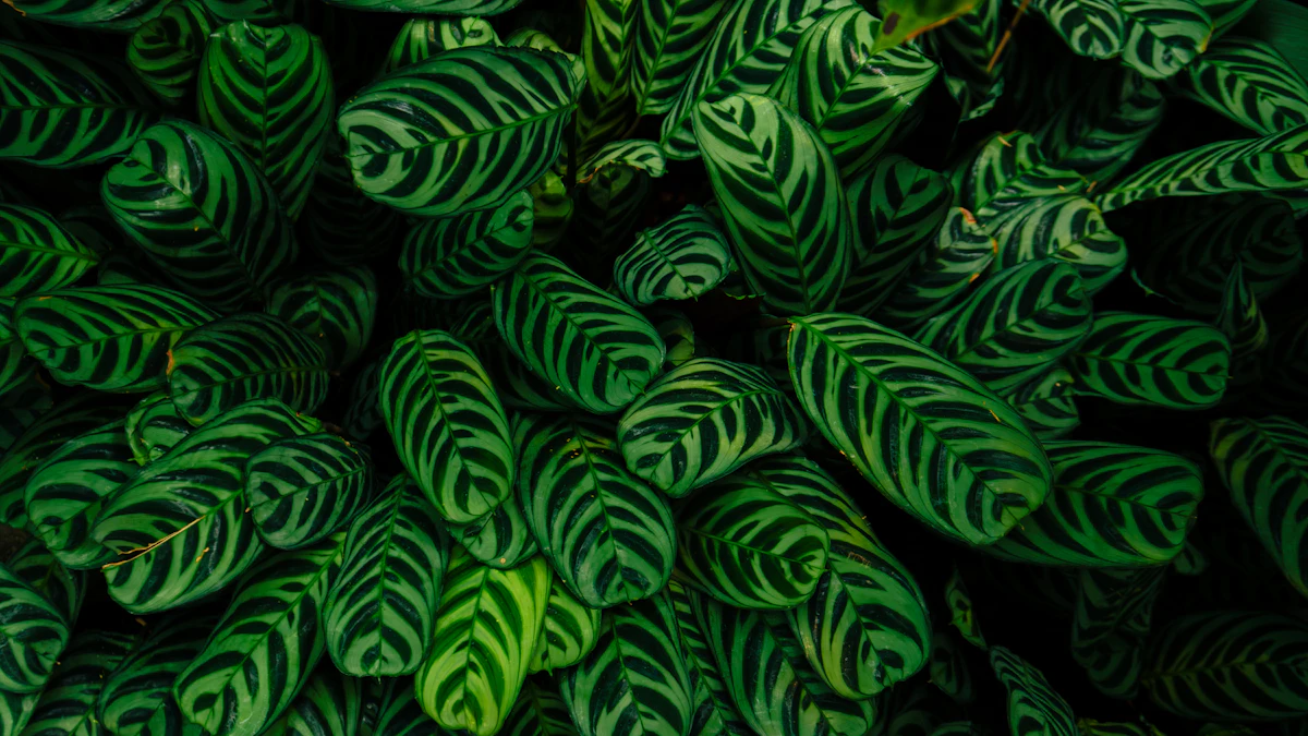 Hojas de calatea con rayas verdes oscuras