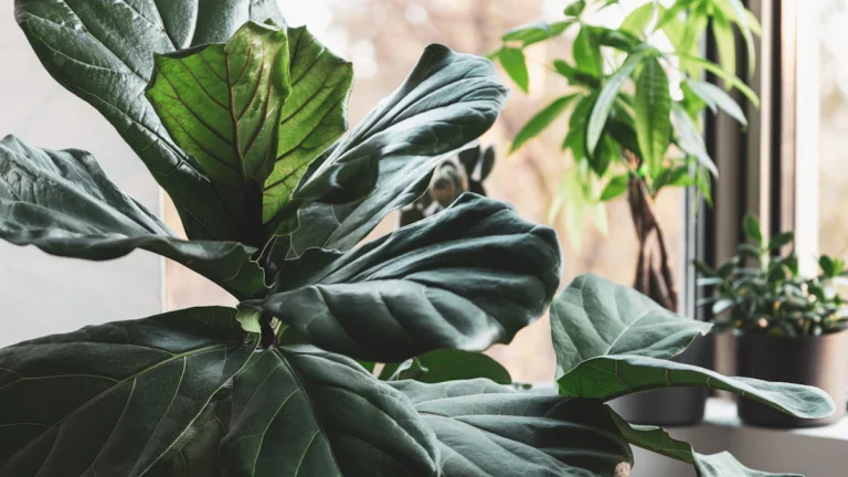 Ficus lyrata de hojas grandes junto a una ventana