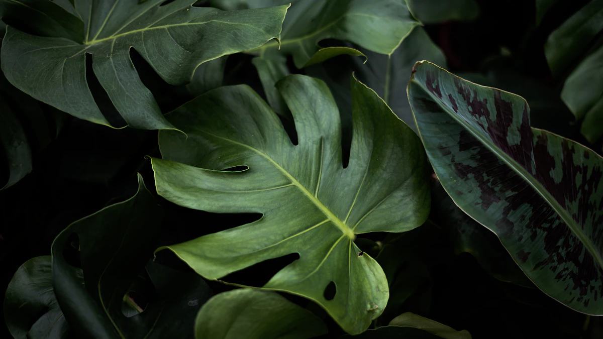 Hojas grandes de monstera con cortes