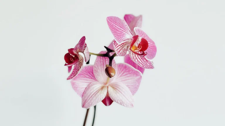 Orquídea phalaenopsis rosa en flor