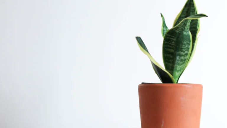 Sansevieria en una maceta de barro