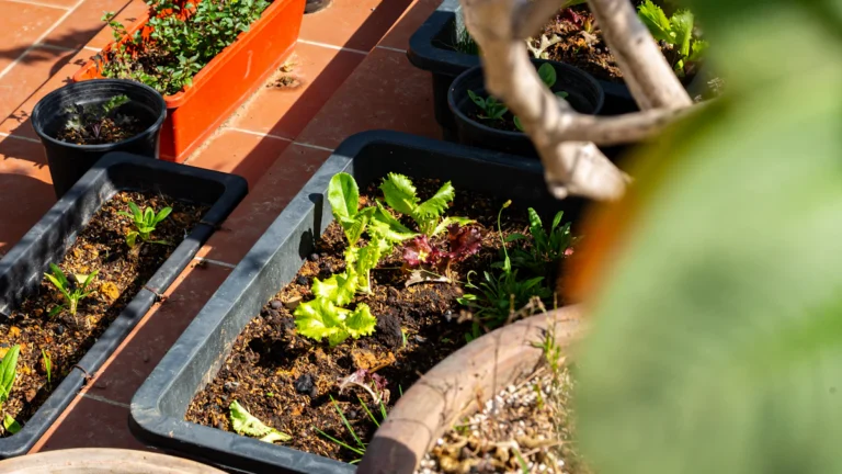Jardineras con hortalizas en una azotea