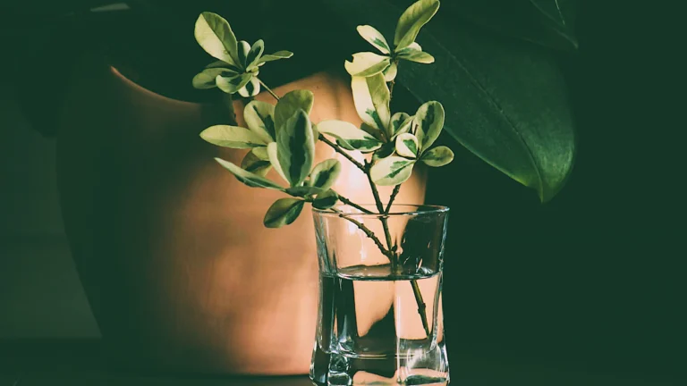 Esqueje de hojas jaspeadas en un vaso con agua