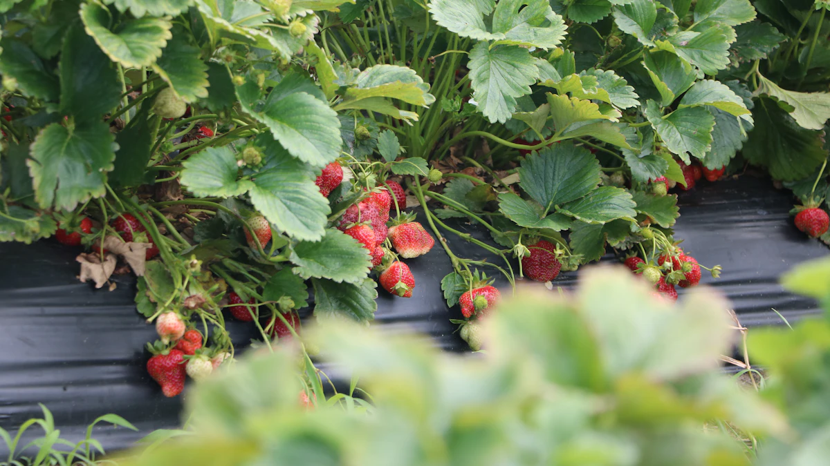 Plantas de fresa con frutos maduros en un cultivo elevado