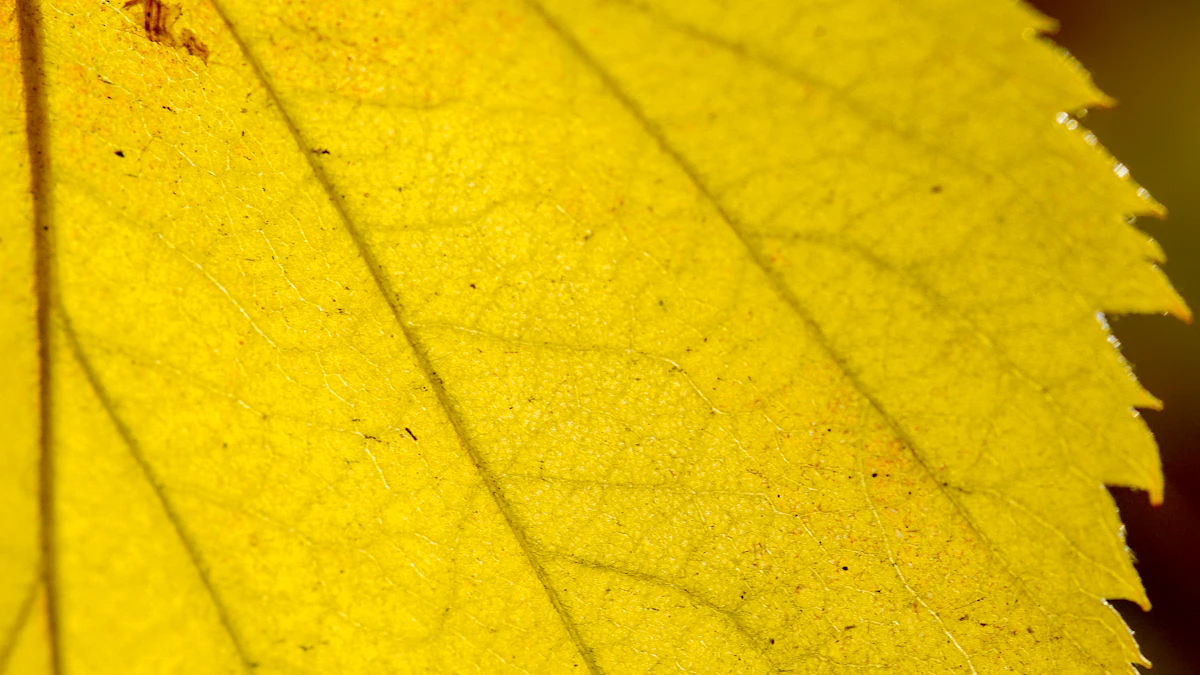 Hoja amarilla vista de cerca