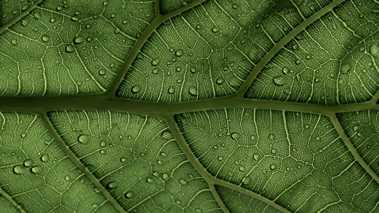 Hoja verde con gotas de agua