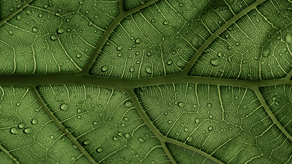 Hoja verde con gotas de agua