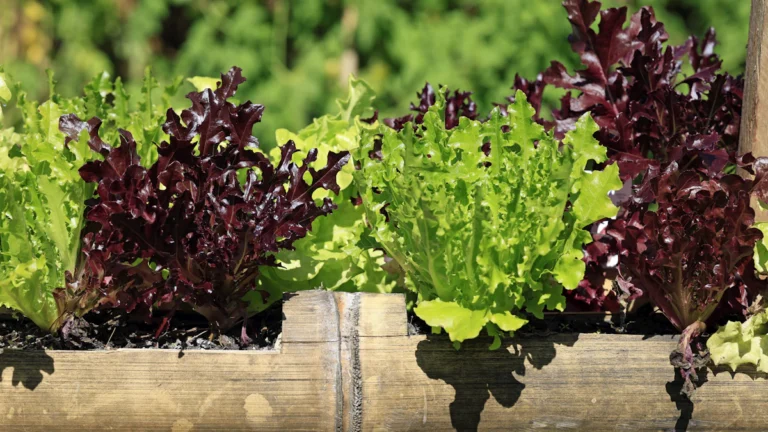Lechugas verdes y moradas en una jardinera de madera