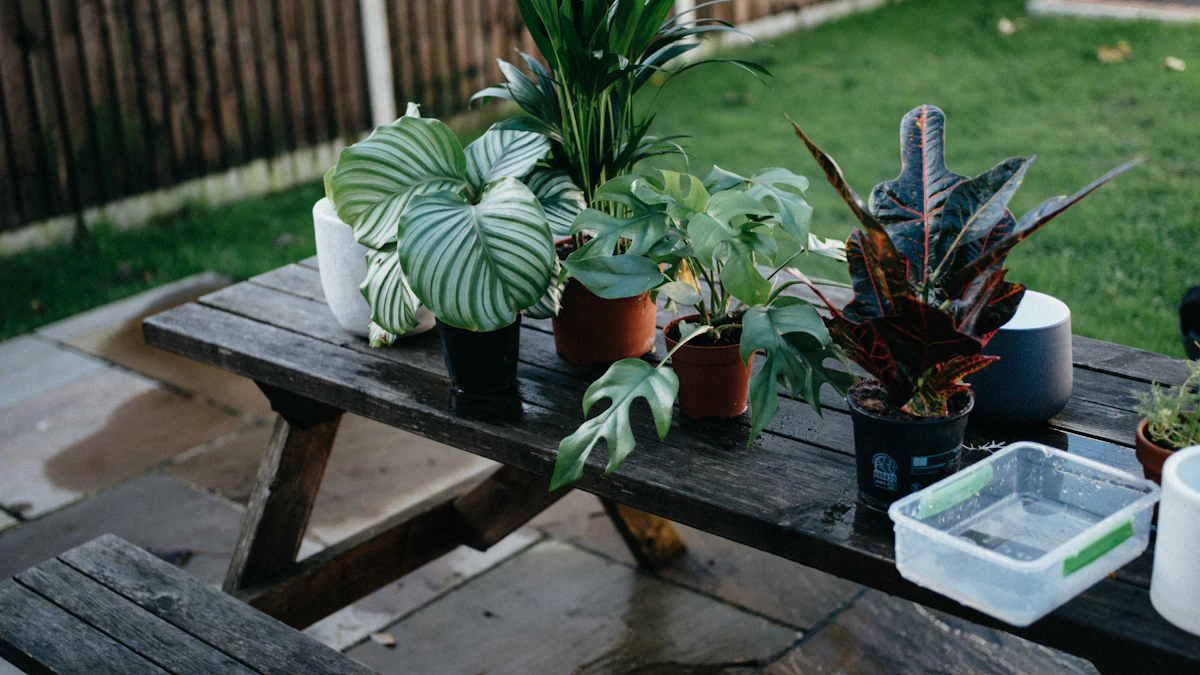 Planta en maceta sobre una mesa de madera