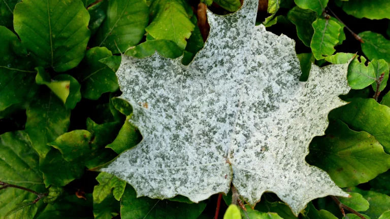 Hoja cubierta de manchas blancas entre hojas verdes
