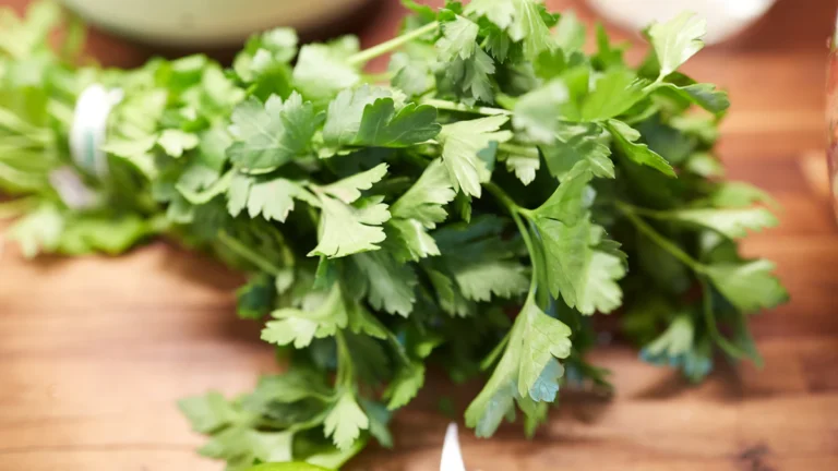 Manojo de cilantro fresco sobre una tabla
