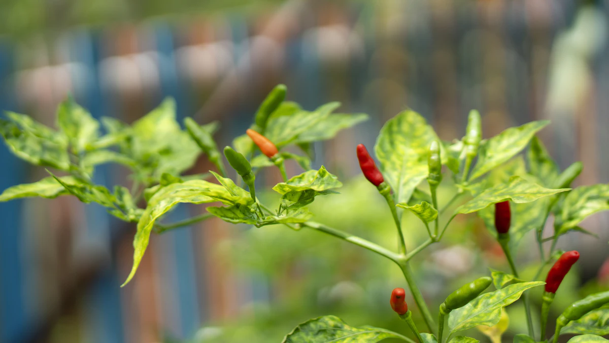 Planta de chile con frutos rojos pequeños