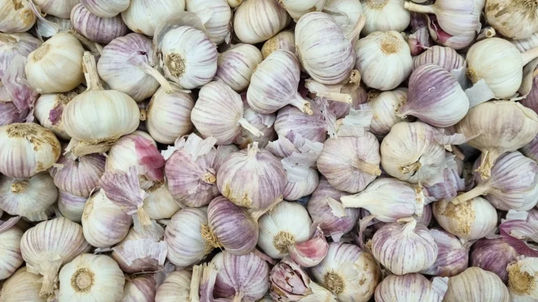 Cabezas de ajo frescas con vetas moradas