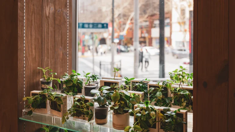 Fila de plantas en macetas junto a una ventana