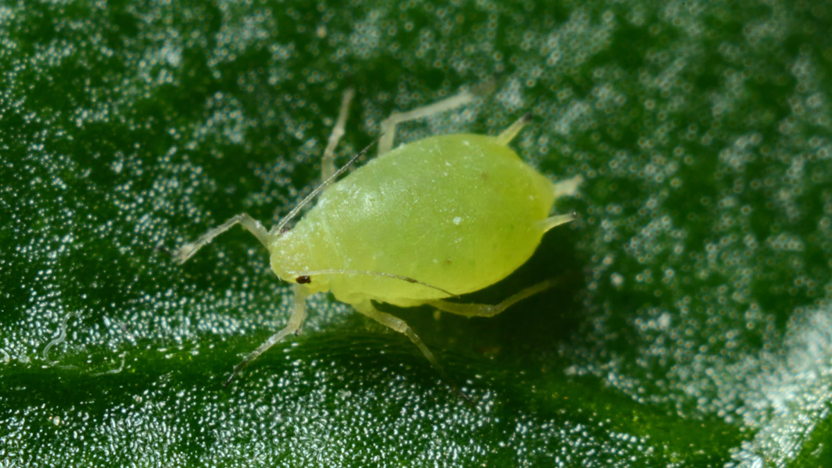 Pulgón verde sobre una hoja, visto de cerca