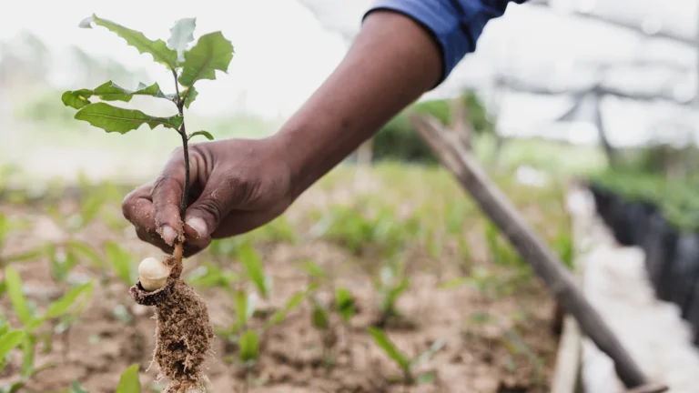 Mano levantando una planta joven de la tierra