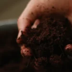 Mano sosteniendo un puñado de sustrato