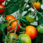 Tomates maduros y verdes en la planta
