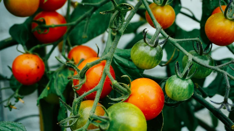 Tomates maduros y verdes en la planta