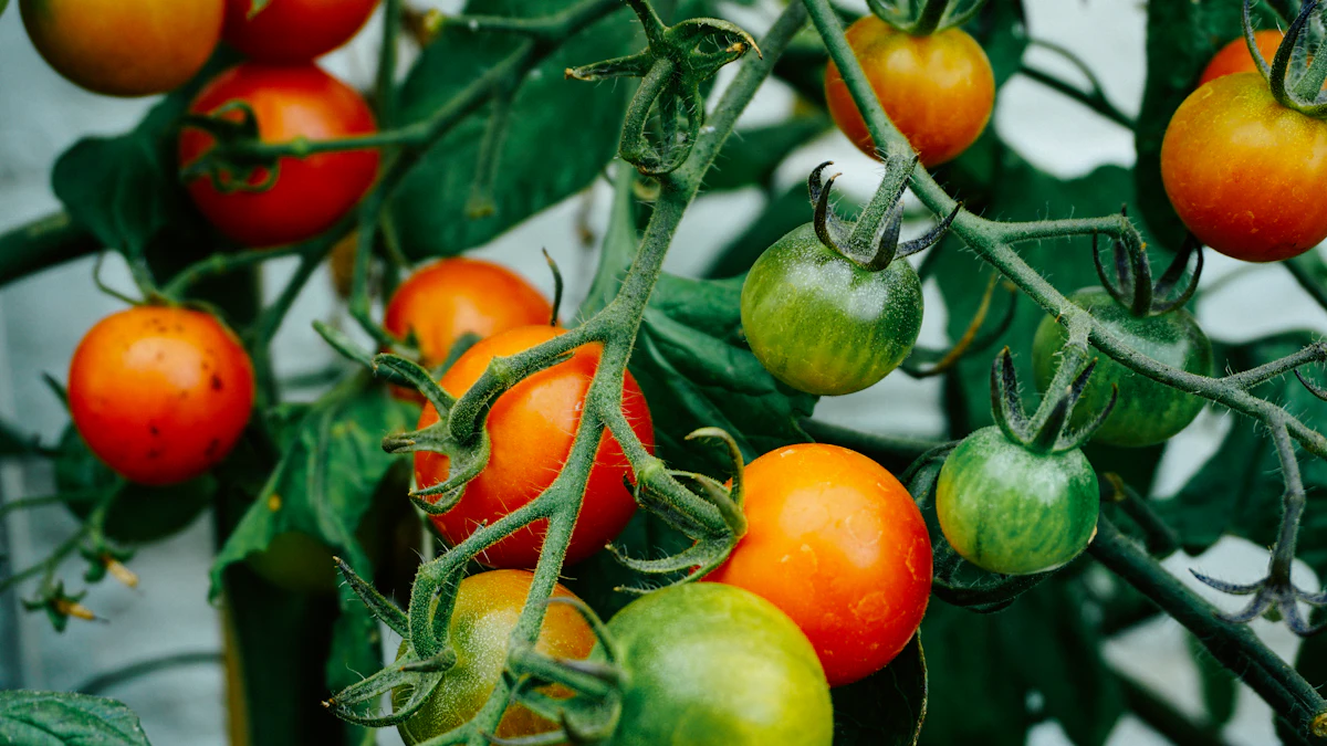 Tomates maduros y verdes en la planta