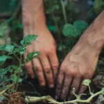 Manos plantando una planta joven en la tierra