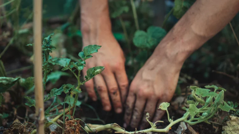 Manos plantando una planta joven en la tierra