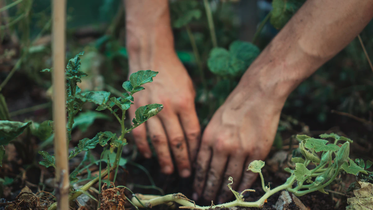 Manos plantando una planta joven en la tierra