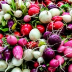 Rábanos de varios colores recién cosechados